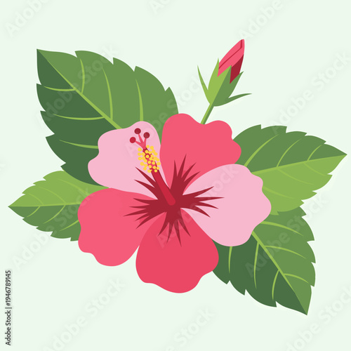 Pink Hibiscus Flower Blooming Plant.