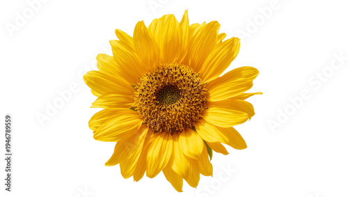 Fotografie Isolated vibrant yellow sunflower blooming beautifully, a symbol of summer and h