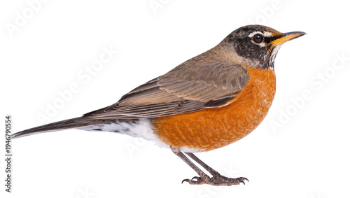 Photography Isolated American Robin perched in profile, showcasing beautiful orange plumage