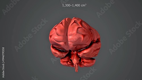 Homo sapiens brain size
