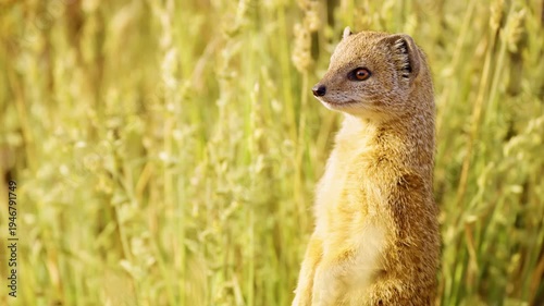 Yellow mongoose, sometimes referred to as the red meerkat. Wildlife and nature stock footage