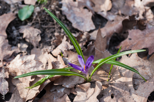 Saffron among fallen leaves, spring time