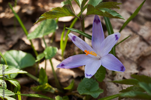 Saffron flower, one of the most expensive spices supported by stamens