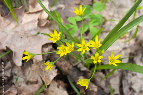 Yellow starflower (Gagea lutea), also known as goose onion, dry leaves in spring