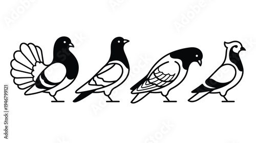 A set of four different pigeon breeds shown as a minimalist black and white vector illustration. Perfect for logos, icons, or nature themed graphic design projects.
