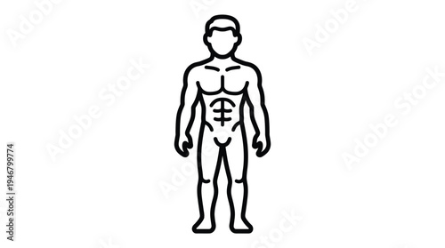 Simple line icon of a muscular male body. This vector graphic represents fitness, health, strength, and anatomy. Ideal for gym, sport, or medical UI design.