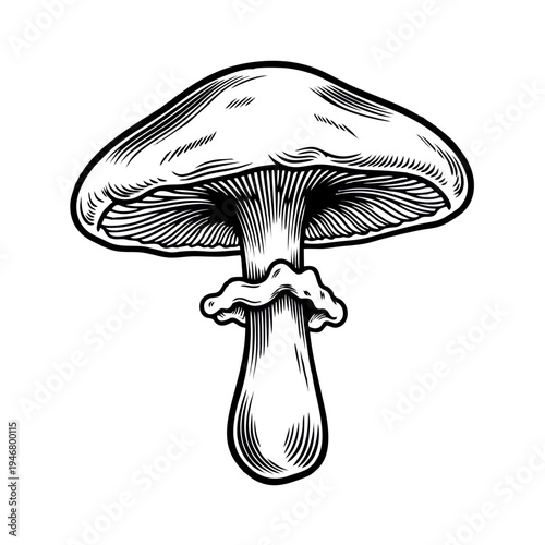 An intricate illustration of a mushroom, showcasing its unique structure and natural beauty.