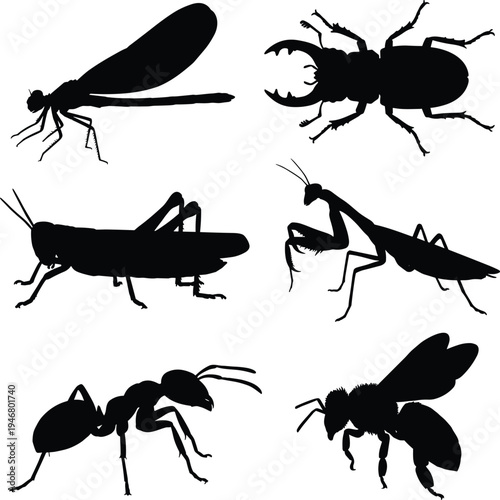 Silhouettes of six different insects on white background black des