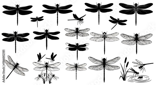 Dragonfly Silhouette Collection: Various Poses and Styles