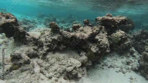 Tropical coral reef seabed with Thumbprint emperor fish in clear Maldives water