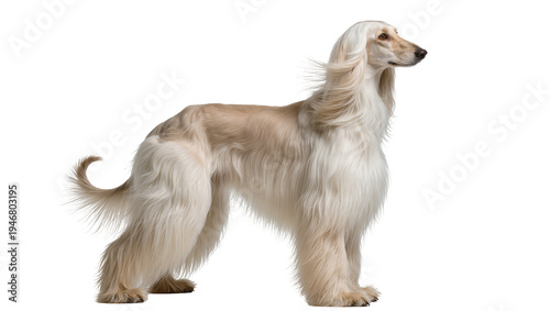 Isolated majestic Afghan Hound dog standing gracefully in profile with long beautiful flowing fur