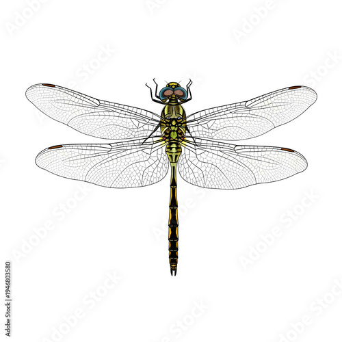 Detailed Illustration of a Dragonfly with Transparent Wings 2.