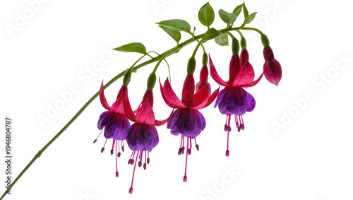 Canvastavla Isolated vibrant fuchsia flowers blooming on a stem, delicate purple petals and
