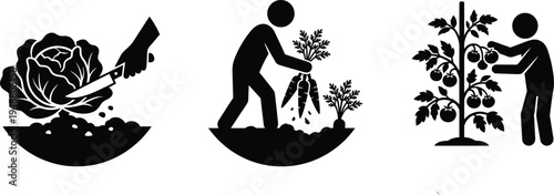 Professional Vegetable Harvesting Icon Set Featuring Gardeners Picking Tomatoes Pulling Carrots and Cutting Cabbage for Fresh Organic Produce Silhouettes