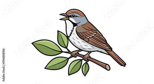 Brown and white small bird.