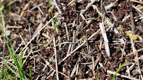 A detailed look at a large group of ants in their natural habitat, showcasing their intricate social structure and industrious nature