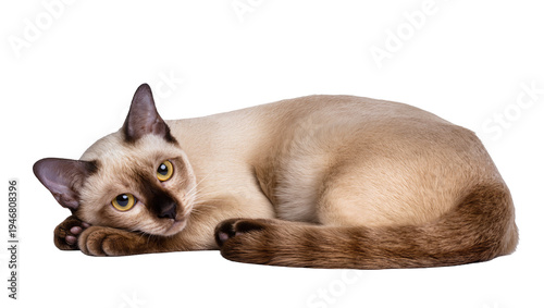 Fotografie Isolated elegant brown point domestic cat lying down, relaxed and looking direct