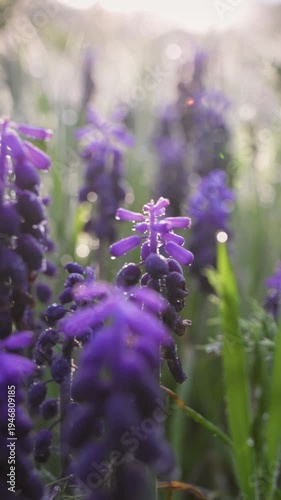 Wallpaper Mural Blooming purple muscari flowers covered in morning dew, vertical close up of grape hyacinths in nature. Morning dew on purple flowers in the meadow Torontodigital.ca