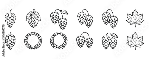 Set of hop cones and leaves illustrations for brewery or beer branding