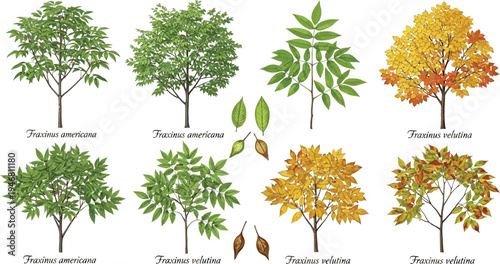 Detailed botanical illustration comparing the seasonal foliage and seed structures of Fraxinus americana and Fraxinus velutina ash trees