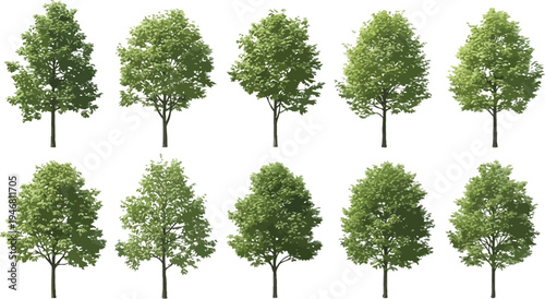Collection of ten distinct deciduous trees with lush green summer foliage isolated on a transparent background ideal for architectural visualization projects.