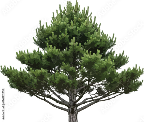 Detailed isolated image showcases the lush green canopy and textured bark of a mature pine tree perfectly cut out against a white background.