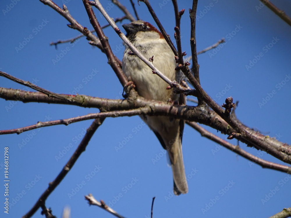 Obraz premium bird on a branch