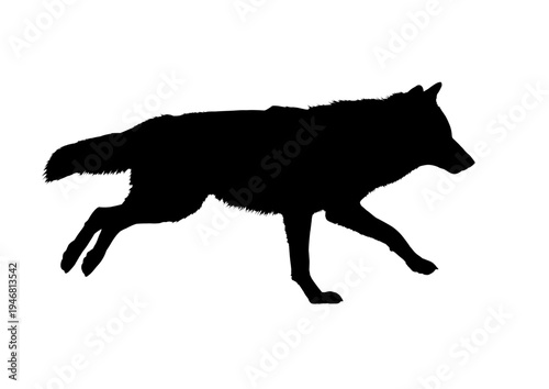 Running wolf silhouette, vector illustration