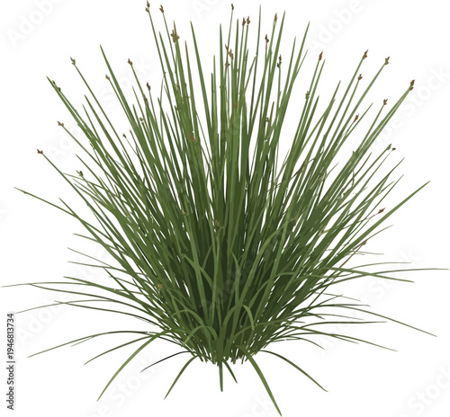 Lush green ornamental grass clump with delicate flower spikes isolated on a transparent background showcasing natural texture and garden potential