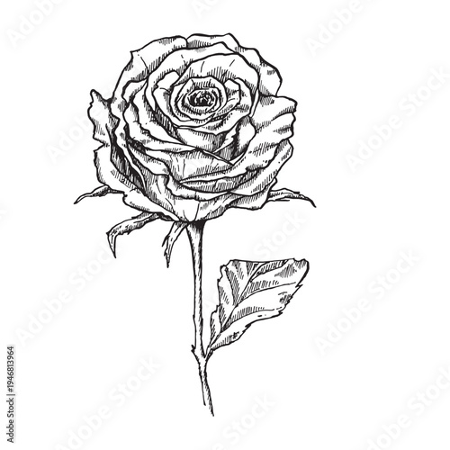 A rose drawn in black in an engraving style. Vector element for festive designs and decorations for Women's Day and birthdays.