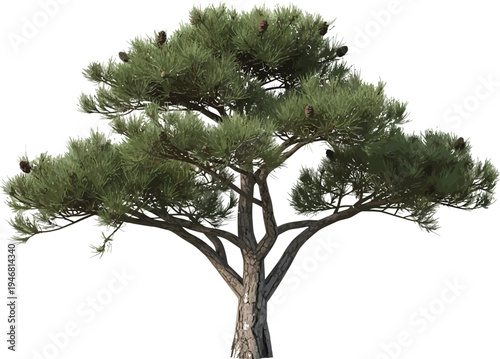 Isolated rendering of a mature pine tree featuring deep green needles and small brown cones standing tall against a clean white background.