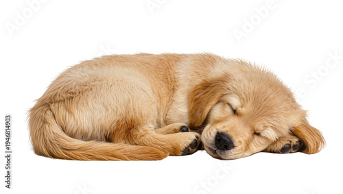 Canvas Print Isolated adorable sleeping golden retriever puppy curled up on its side, peacefu