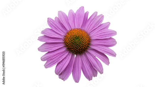 Isolated vibrant purple coneflower blossom with a textured orange and green center