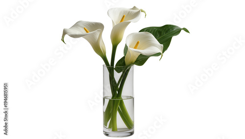 Obraz na płótnie Isolated fresh bouquet of elegant white calla lily flowers in a transparent glass vase with water