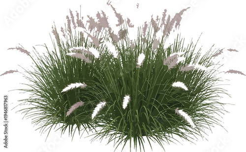 Tall ornamental pampas grass featuring delicate light pink feathery plumes atop long arching green blades, perfect for landscaping.