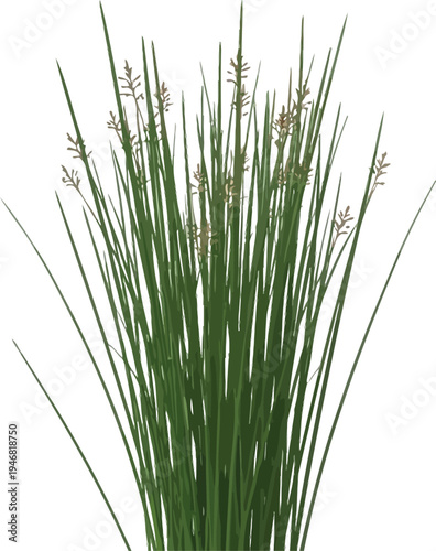 Tall green marsh grass clump featuring small brown flower spikes isolated against a bright white background for nature and garden designs