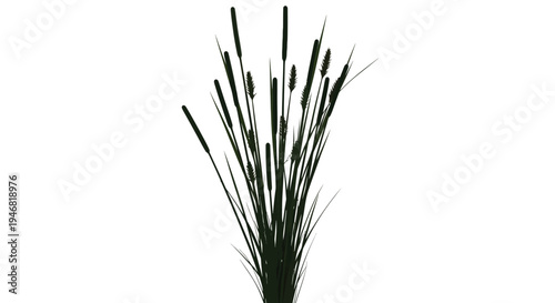 Silhouette of a dense cluster of dark green cattails with distinctive cylindrical flower spikes isolated against a pure white background showcasing wetland flora detail.