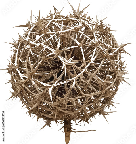 Dried prickly tumbleweed ball composed of sharp tangled brown thorny branches isolated on a transparent background for design projects.