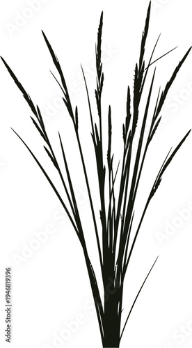 Silhouette of slender dark ornamental grass stalks gathered together creating a striking vertical abstract shape against a bright white background