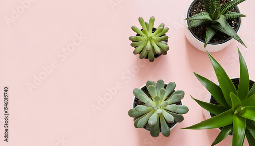 Top view of succulent collection on pink background for Plant Appreciation Day
