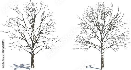 Two photorealistic deciduous trees heavily dusted with fresh white snow stand isolated against a transparent background demonstrating winter scenery elements