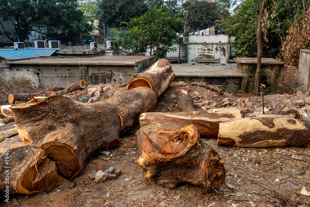 Fototapeta premium Large Cut Logs on Ground in Urban Construction Site. Piles of freshly cut logs and wood pieces with sawdust on the ground. Pile of freshly cut timber logs on the ground outdoors.