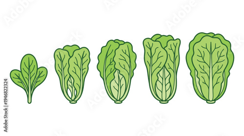Vector illustration showing the growth stages of a green vegetable, from small leaves to a full head of lettuce or cabbage. Ideal for educational content, gardening, healthy food concepts