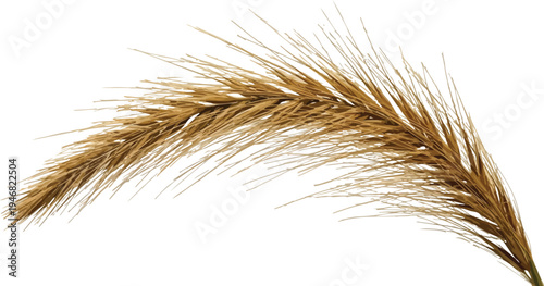 A single stalk of mature golden wheat or barley grain isolated on a transparent background representing harvest time and agriculture concepts beautifully.