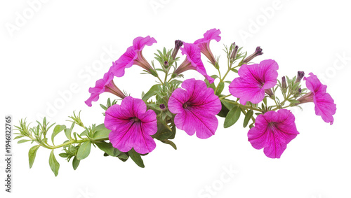 Obraz na plátně Isolated bright pink petunia flowers with vibrant green leaves, blooming beautif