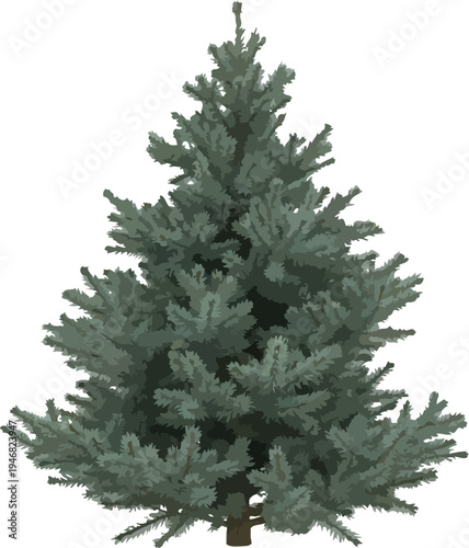 Isolated blue spruce tree illustration featuring dense, vibrant needles perfect for winter holiday design projects or landscape renderings