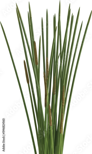 Vertical arrangement of slender green cattail stems with developing brown flower spikes isolated on a clean white background for botanical use
