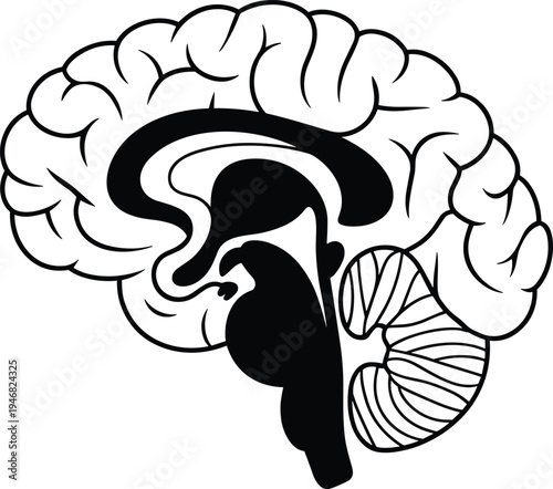 Detailed black and white anatomical illustration of human brain in sagittal side view showing cerebrum, corpus callosum, brainstem, and cerebellum for medical education