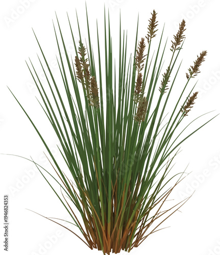 Isolated rendering of a dense clump of tall green wetland sedge grass featuring distinctive brown flower spikes against a stark white background for design use.