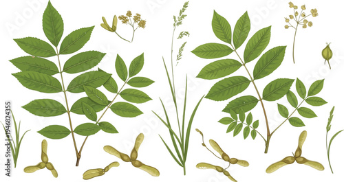Detailed botanical illustration featuring various green leaves samaras seeds and delicate flower clusters from deciduous trees isolated on a transparent background